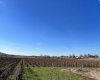 Richards Road., Prosser, Washington 99350, ,Orchard,For Sale,Richards Road.,272531