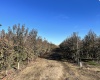 Richards Road., Prosser, Washington 99350, ,Orchard,For Sale,Richards Road.,272531