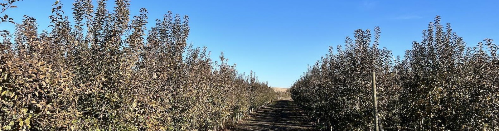 Richards Road., Prosser, Washington 99350, ,Orchard,For Sale,Richards Road.,272531