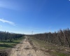 Richards Road., Prosser, Washington 99350, ,Orchard,For Sale,Richards Road.,272531