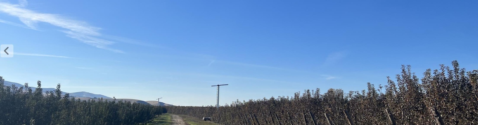 Richards Road., Prosser, Washington 99350, ,Orchard,For Sale,Richards Road.,272531