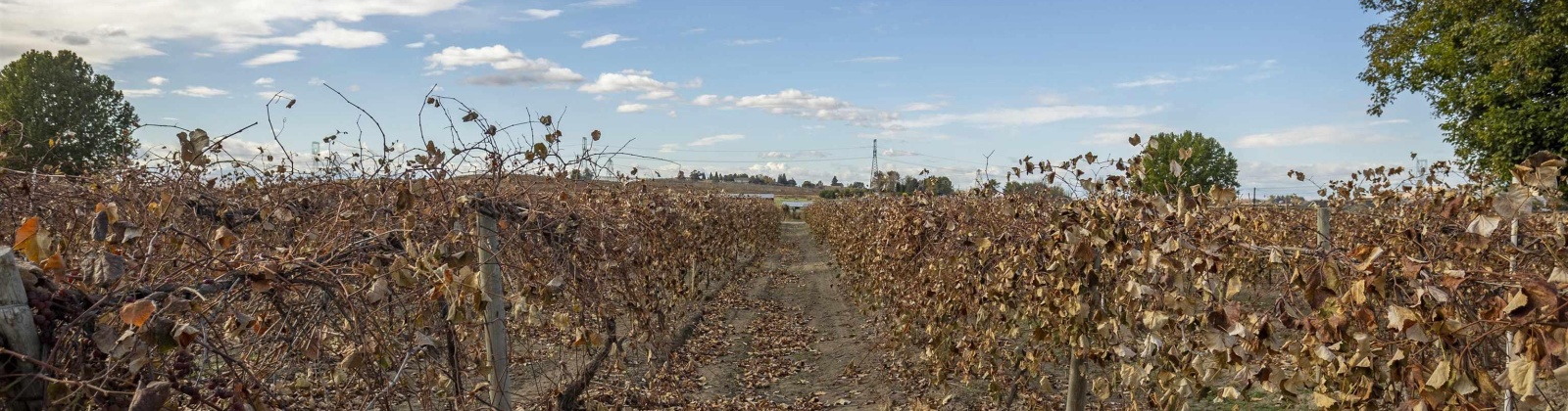 Forsell Road, Grandview, Washington 98930, ,Residential,For Sale,Forsell Road,279852