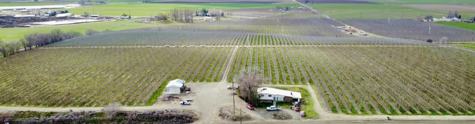 Phipps Rd., Sunnyside, Washington 98944, ,Orchard,For Sale,Phipps Rd.,279946