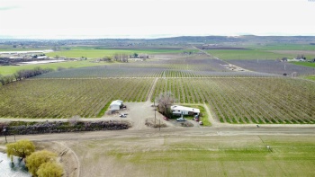 Phipps Rd., Sunnyside, Washington 98944, ,Orchard,For Sale,Phipps Rd.,279946