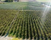 Phipps Rd., Sunnyside, Washington 98944, ,Orchard,For Sale,Phipps Rd.,279946