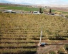 Lateral B Road, Wapato, Washington 98951-0000, ,Orchard,For Sale,Lateral B Road,280153