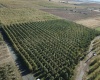 Lateral B Road, Wapato, Washington 98951-0000, ,Orchard,For Sale,Lateral B Road,280153