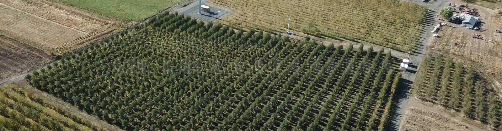 Lateral B Road, Wapato, Washington 98951-0000, ,Orchard,For Sale,Lateral B Road,280153